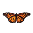 Monarch - Mental Health and Human Services Care Provider logo